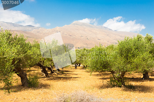 Image of Olive grove