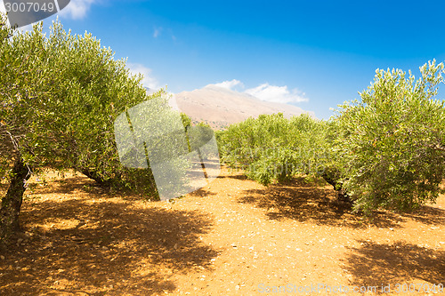 Image of Olive grove