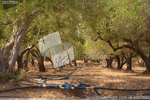 Image of Irrigated olive grove.