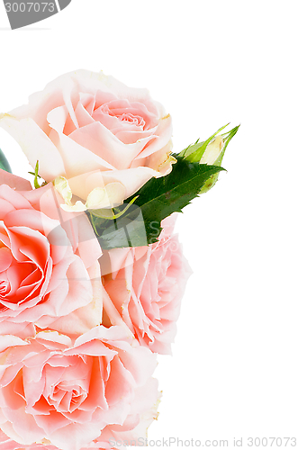 Image of Cream Pink Roses