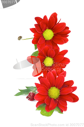 Image of Red Daisy