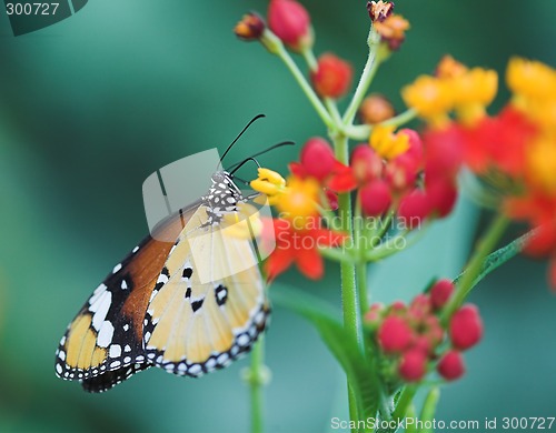 Image of Butterfly