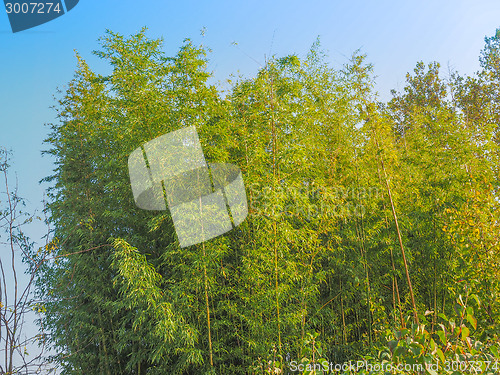 Image of Bamboo tree