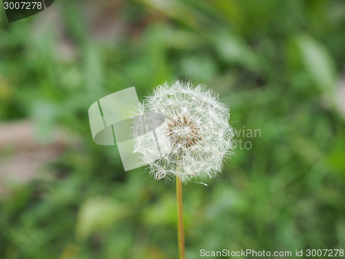 Image of Dandelion flower
