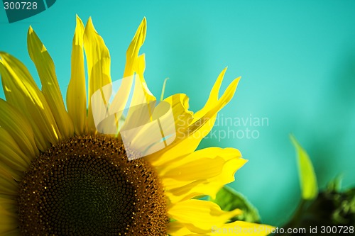 Image of Sunflower