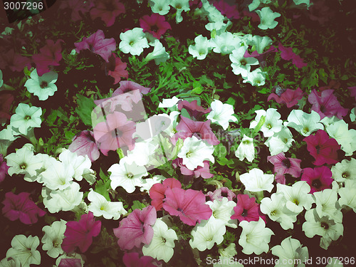 Image of Retro look Flowers