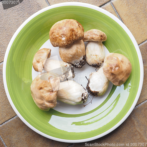 Image of Porcini Mushroom