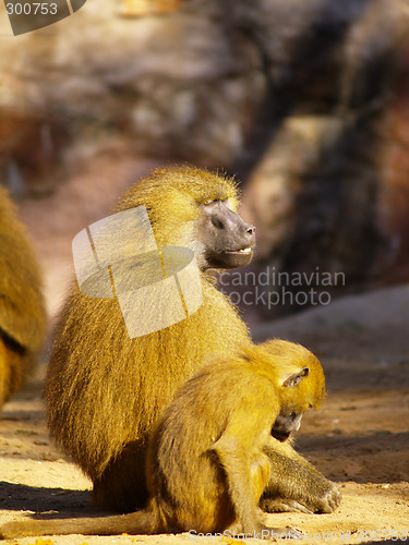 Image of baboons