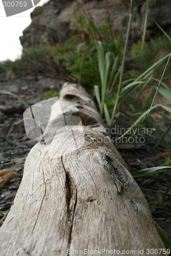 Image of Driftwood