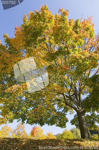 Image of Colorful maple tree in fall