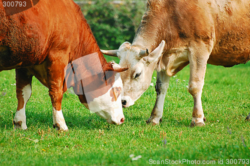 Image of Two cows