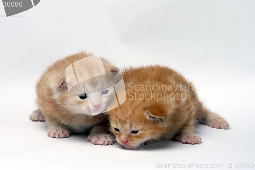 Image of two little kitties