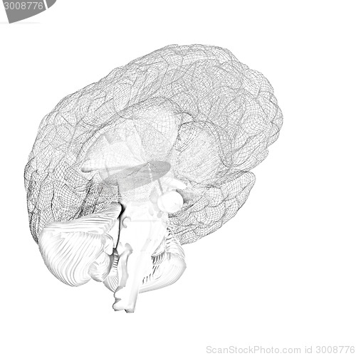 Image of Creative concept of the human brain