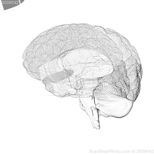 Image of Creative concept of the human brain