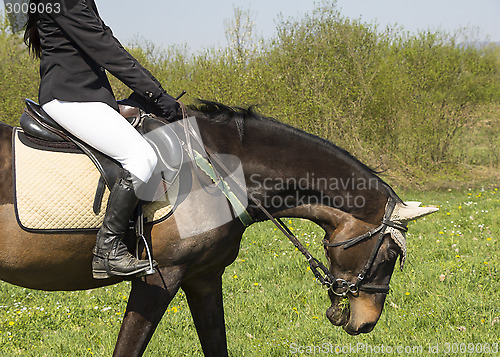 Image of Dressage horse