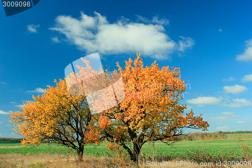 Image of Two Trees