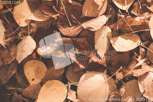 Image of Autumn leaves