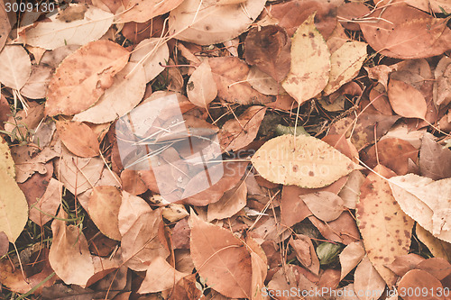 Image of Autumn leaves