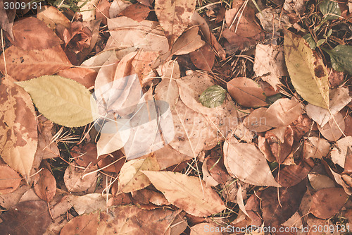 Image of Autumn leaves