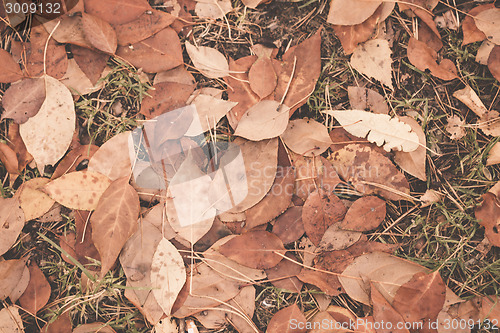 Image of Autumn leaves