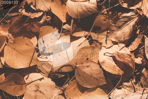 Image of Autumn leaves