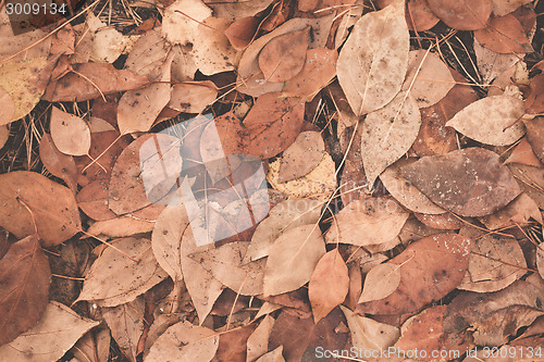 Image of Autumn leaves