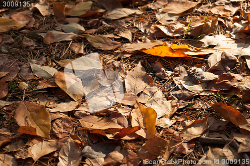 Image of Autumn leaves