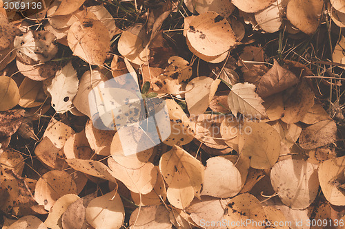 Image of Autumn leaves