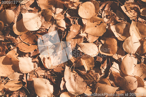 Image of Autumn leaves