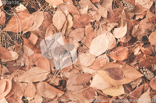 Image of Autumn leaves