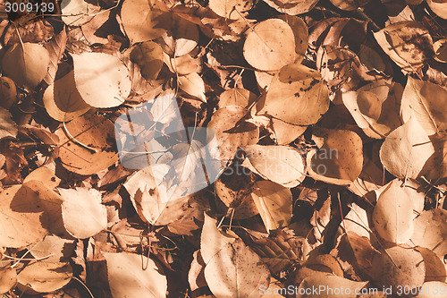 Image of Autumn leaves