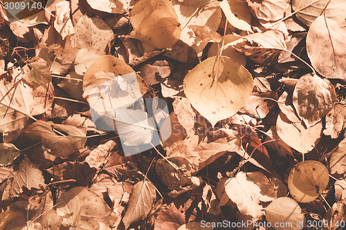 Image of Autumn leaves