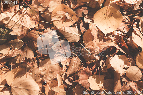 Image of Autumn leaves