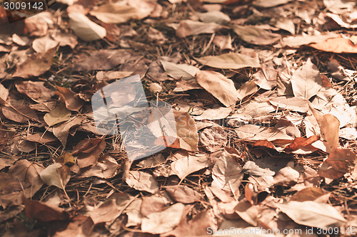 Image of Autumn leaves