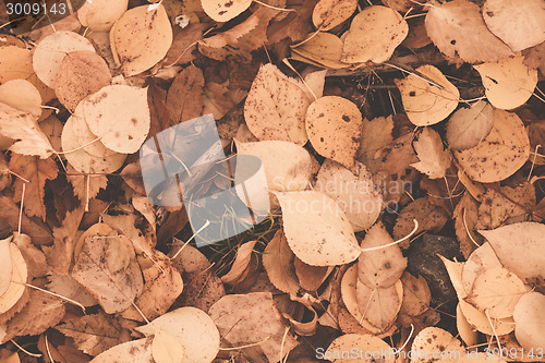 Image of Autumn leaves