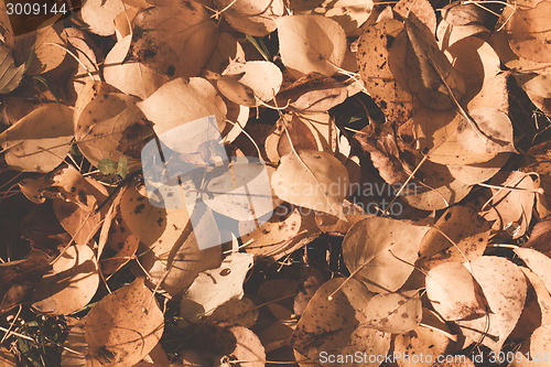 Image of Autumn leaves