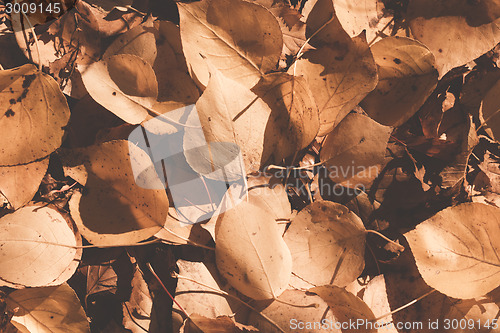 Image of Autumn leaves