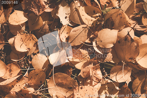 Image of Autumn leaves