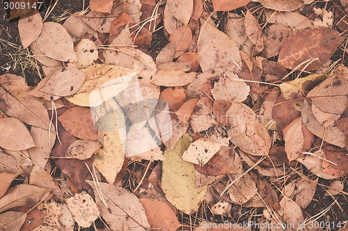 Image of Autumn leaves