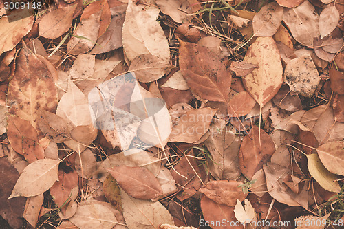 Image of Autumn leaves