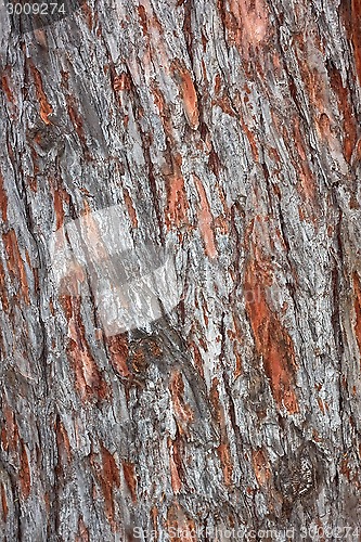 Image of Old pine tree bark