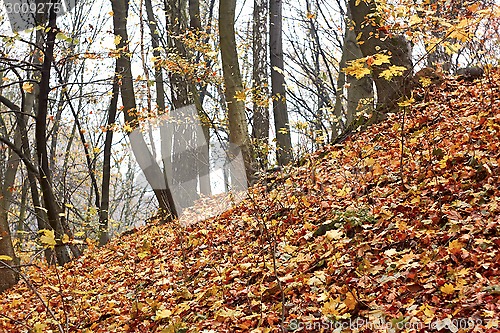 Image of Steep slope in the autumn forest