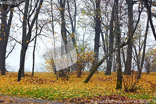 Image of Park in autumn in foggy weather