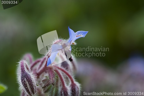 Image of blue borago