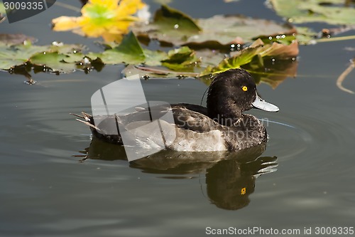 Image of tufted duck