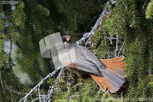 Image of siberian jay