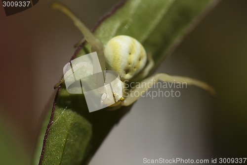 Image of white crab spider