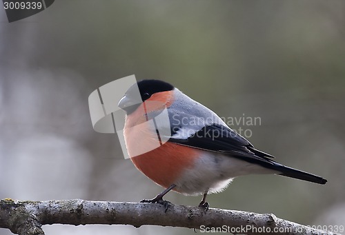 Image of male bullfinch