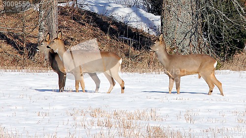 Image of Three White Tailed Deers