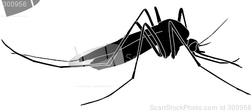 Image of Mosquito